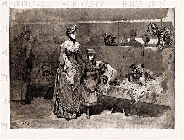 AMONG THE BULL DOGS AT THE KENNEL CLUB SHOW, UK, 1886