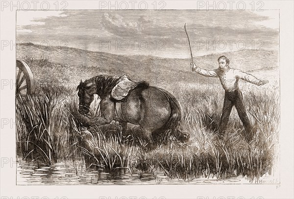 A TROOPER'S HORSE IN FOXTON MIRE, autumn manoeuvers  1873