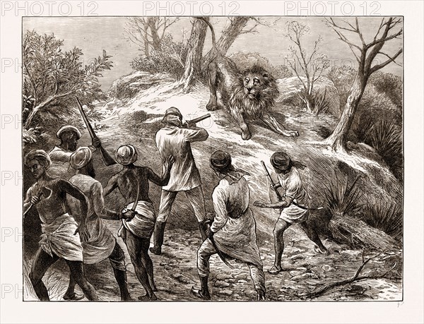 LION SHOOTING IN THE GHEER, KATTIA WAR, WESTERN INDIA, ENGRAVING 1873