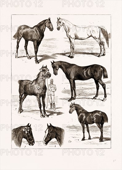 AT THE ISLINGTON HORSE SHOW, LONDON, UK, 1875: 1. "Midshipman," 1st Prize, Class IV., Hunters. 2. "Peerless," 1st Prize, Extra Class E, Saddle. 3. Class I., 1st Prize, Weight-carrying Hunters. 4. "Norfolk Hero," 1st Prize, Class XII., Stallions (Roadsters, Trotters). 5. "Perfection," 1st Prize, Class XI., Ponies. 6. "Enterprise," 1st Prize, Class VI., Cover Hacks (Weight Carriers). 7. The "Squire," 1st Prize, Class VIII. Harness Horses.