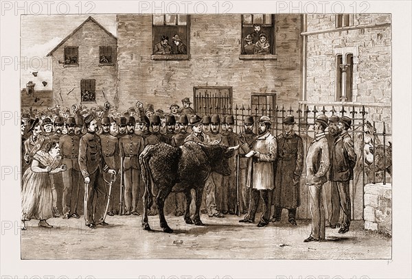 THE LAND AGITATION IN IRELAND, 1881: "BOY COTTERS BOYCOTTED": AT SLIGO COURT-HOUSE, SELLING CATTLE SEIZED FOR RENT