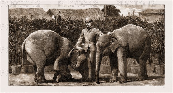 BURMESE ELEPHANTS BORN IN CAPTIVITY, 1881