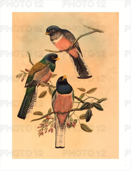 John Gould and W. Hart (British, 1804  1881 ), Trogan variegatus, probably 1836 1838, colored lithograph