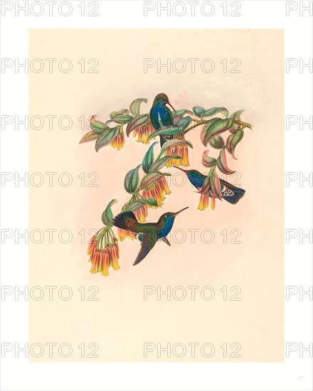 W. Hart (British, active 1851  1898 ), Agyrtria bartletti (Bartlett's Emerald), colored lithograph