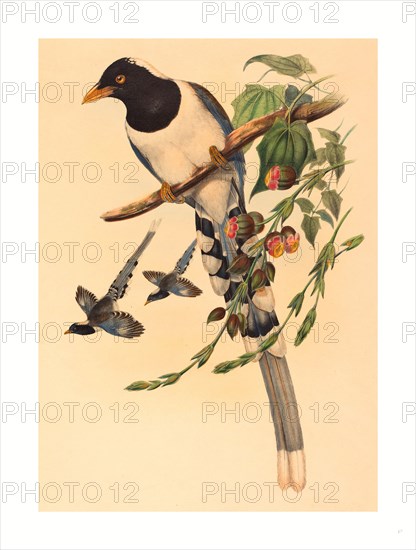 John Gould and H.C. Richter (British (?), active 1841  active c. 1881 ), Urocissa magnirostris, probably 1850/1883, colored lithograph