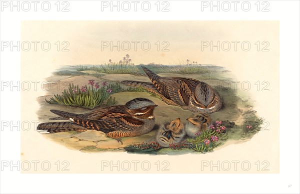 John Gould and H.C. Richter (British, 1804  1881 ), Caprimulgus europaeus (Nightjar), colored lithograph