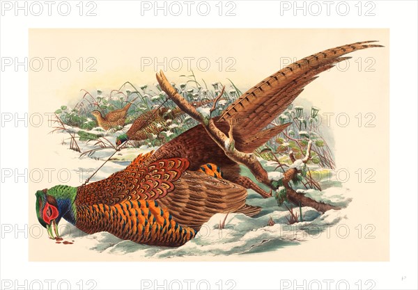 John Gould and W. Hart (British, active 1851  1898 ), Phasianus colchicus (Ring-necked Pheasant), ,colored lithograph