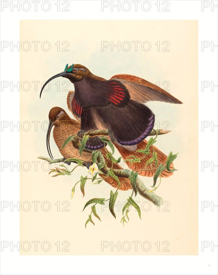 John Gould and W. Hart (British, active 1851  1898 ), Drepanornis albertisi (Black-billed Sicklebill Bird of Paradise), colored lithograph