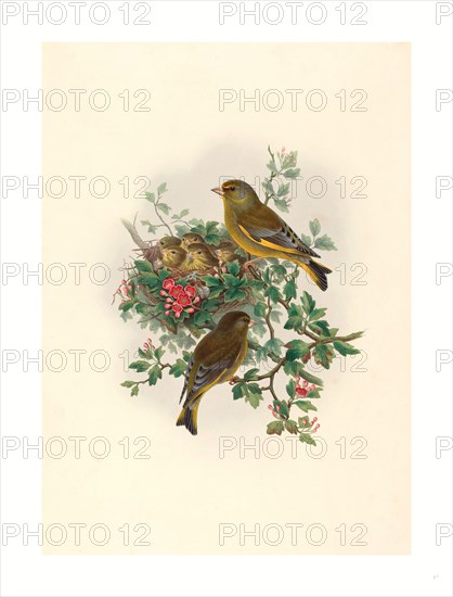 John Gould and H.C. Richter (British (?), active 1841  active c. 1881 ), Ligurinus chloris (Greenfinch), colored lithograph
