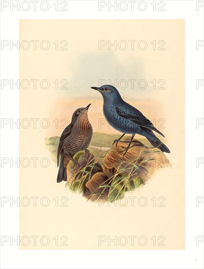John Gould and H.C. Richter (British (?), active 1841  active c. 1881 ), Petrocossyphus cyanus (Blue Rockthrush), colored lithograph