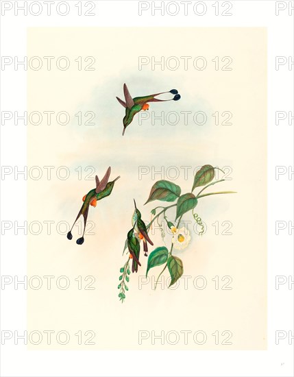 John Gould and H.C. Richter (British, 1804  1881 ), Spathura rufocaligata (Red-booted Racket Tail), colored lithograph