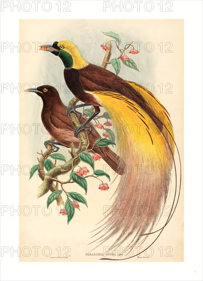 John Gould and W. Hart (British, 1804 - 1881 ), Bird of Paradise (Paradisea apoda), published 1875 1888, hand colored lithograph