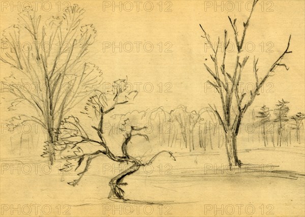 Trees, between 1860 and 1865, drawing on cream paper : pencil ; 8.8 x 12.3 cm. (sheet), 1862-1865, by Alfred R Waud, 1828-1891, an american artist famous for his American Civil War sketches, America, US