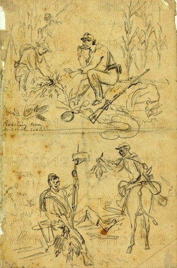 Scenes on the road, roasting corn and foraging, between 1860 and 1865, drawing on cream paper pencil, 23.4 x 15.0 cm. (sheet), 1862-1865, by Alfred R Waud, 1828-1891, an american artist famous for his American Civil War sketches, America, US