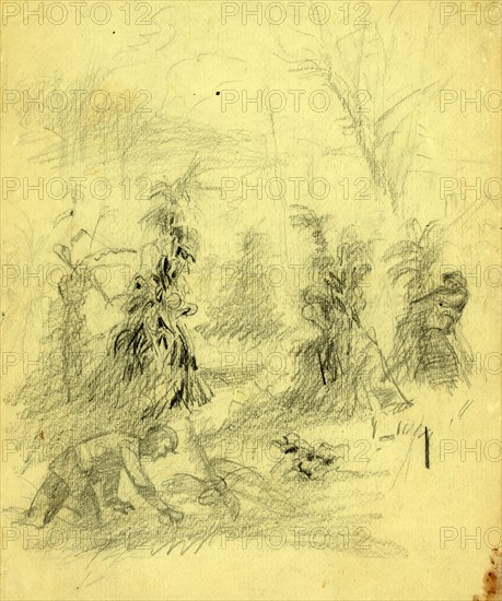 Sniper shooting soldier from behind a corn stack, between 1860 and 1865, drawing on tan paper pencil, 22.8 x 29.2 cm. (sheet), 1862-1865, by Alfred R Waud, 1828-1891, an american artist famous for his American Civil War sketches, America, US