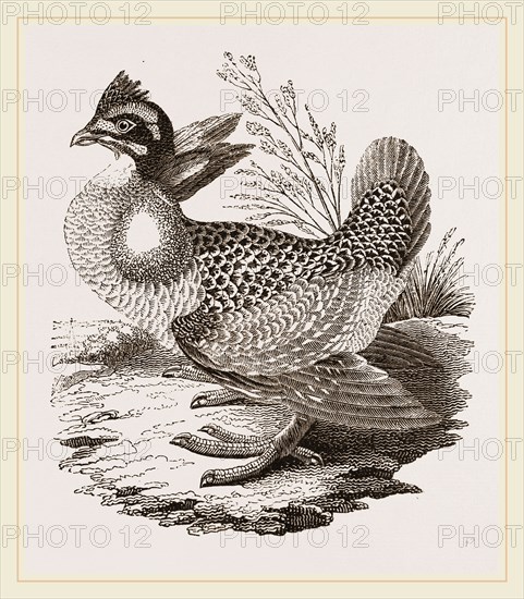 Finnated Grouse