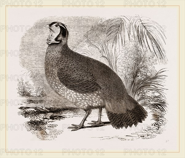 Temminck's Horned Pheasant
