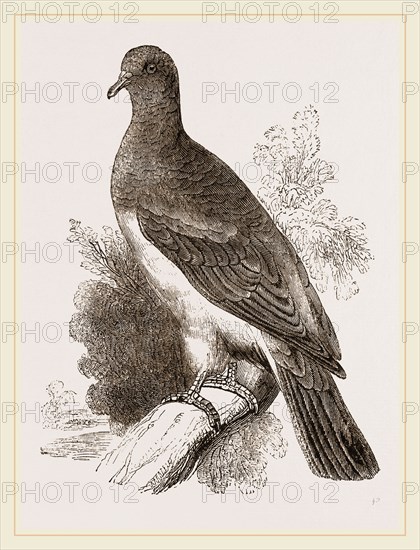 Chestnut-shouldered Pigeon