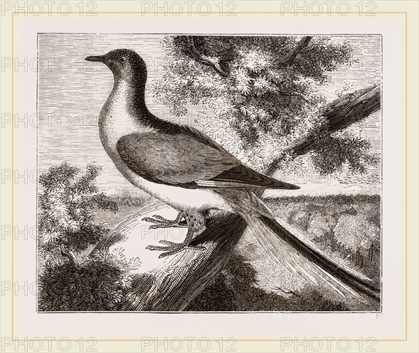 Passenger-Pigeon