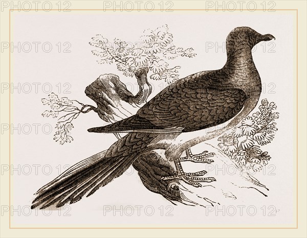 Passenger Pigeon