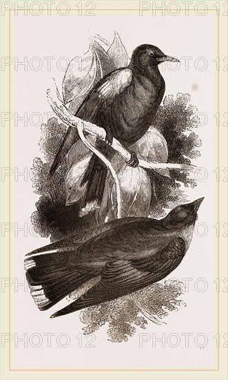 Cinereous Wood-Swallows