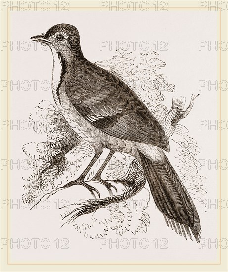 Spine-tailed Orthonyx male