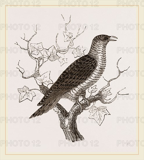 Young Cuckoo