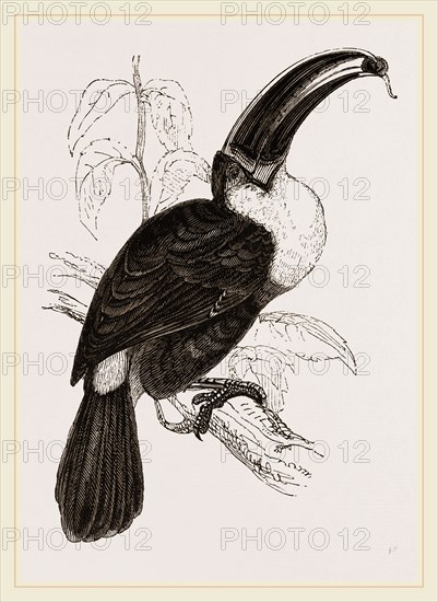Cuvier's Toucan