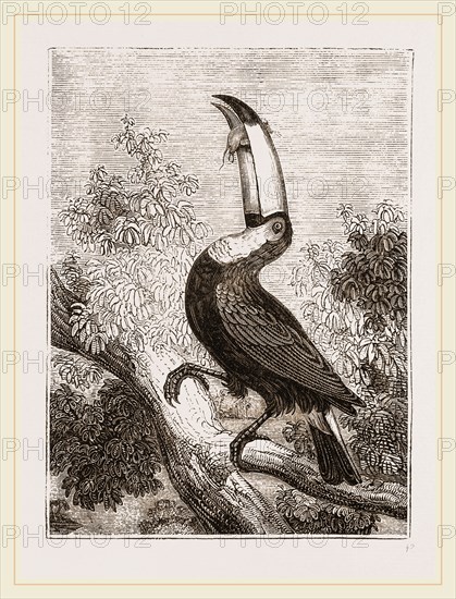 Toco Toucan