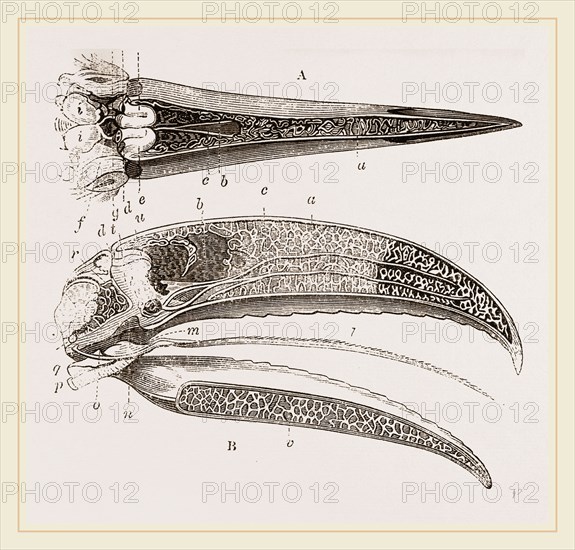 Internal Structure of Beak and Head Toucan