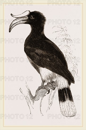 Rhinoceros Hornbill