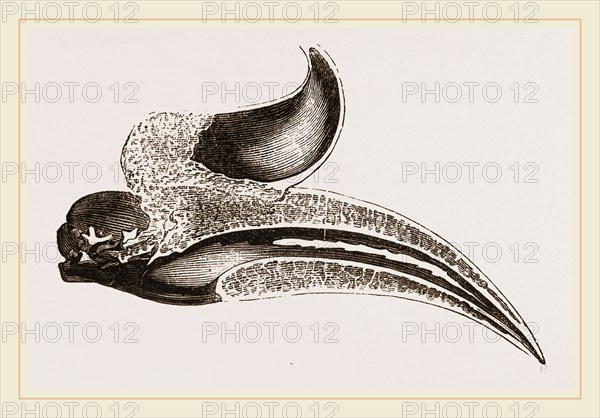 Section of Head Rhinoceros Hornbill