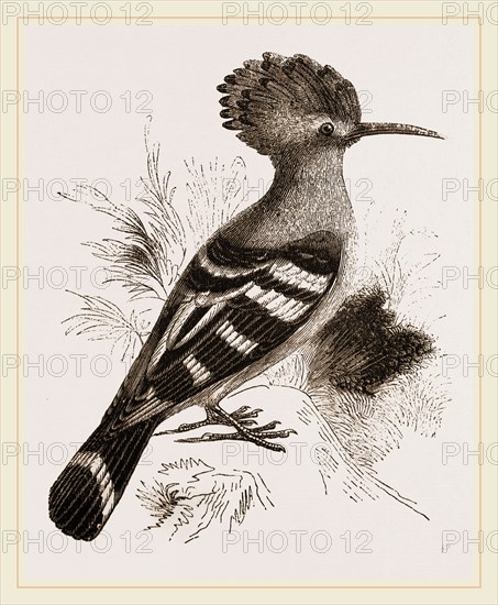 Hoopoe