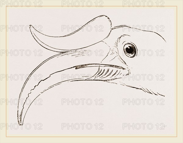 Head of Rhinoceros Hornbill