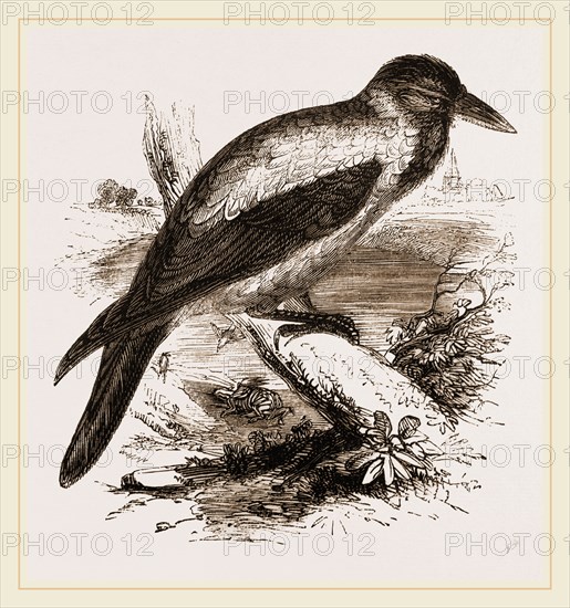 Royston Crow