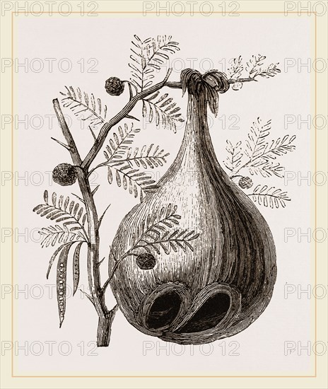Nest of Baya Sparrow