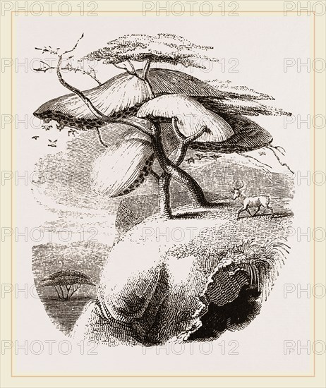 Nest of Sociable Weaver-Birds
