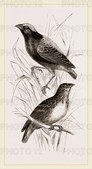 Taha Weaver Birds