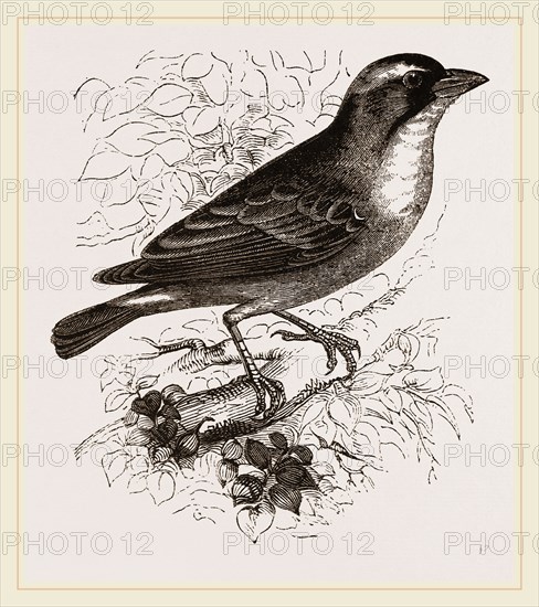 Mahali Weaver-Bird