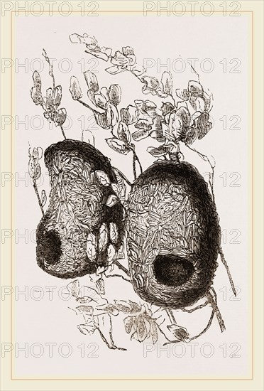 Nests of Yellow-headed Weaver-Birds