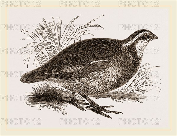 Virginian Quail