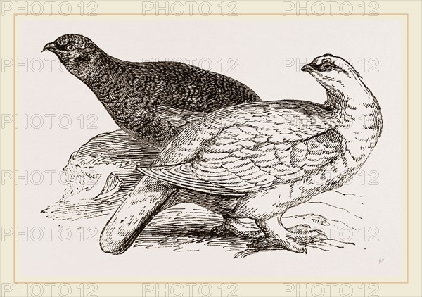 Ptarmigans