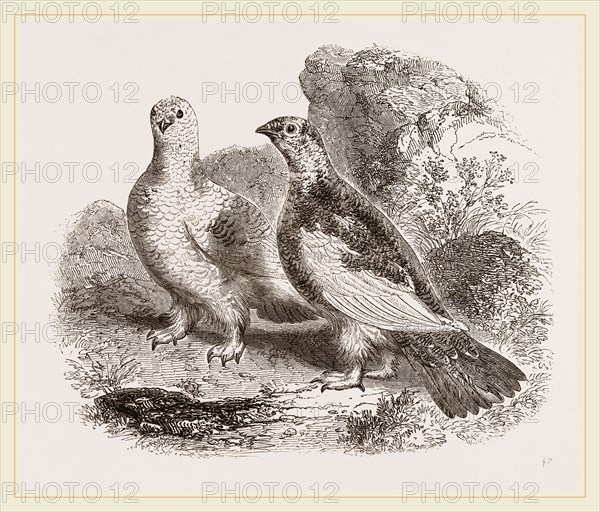 Ptarmigans