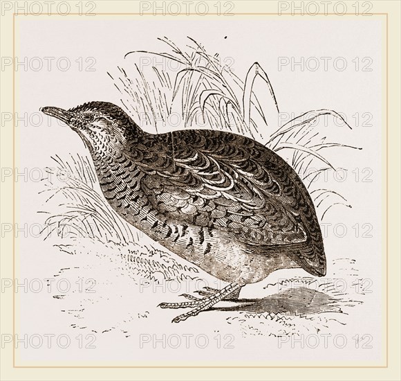 Taigoor Quail