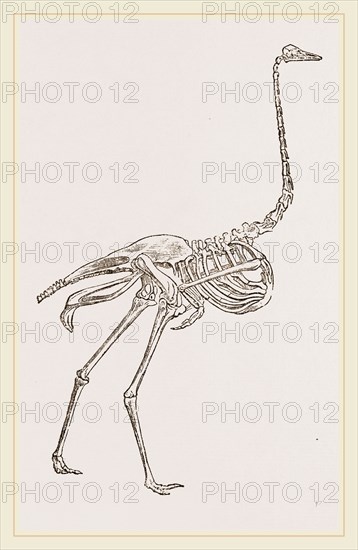 Skeleton of Ostrich