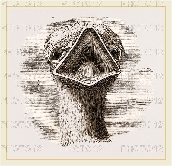 head and Tongue of Ostrich