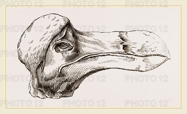 Head of Dodo at Oxford