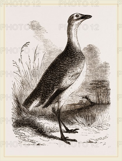 Great Bustard Female