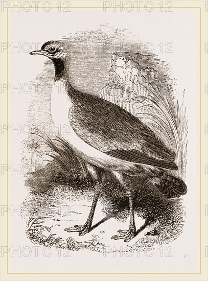 Leaden-tinted Bustard