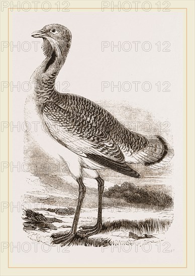 Great Bustard Male